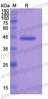 Recombinant Human STAM2 Protein, N-His