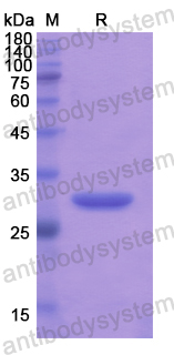 Recombinant Human CD256/TNFSF13 Protein, N-His