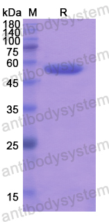 Recombinant Human ALDH1L1 Protein, N-His