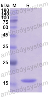 Recombinant Human TSPAN9 Protein, N-His