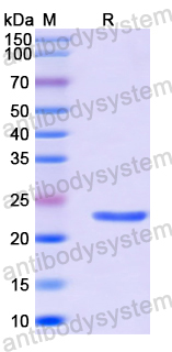 Recombinant Human TSPAN9 Protein, N-His-SUMO