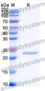Recombinant Human ATP5MG Protein, N-His-SUMO