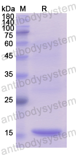 Recombinant Human C1QL1 Protein, N-His