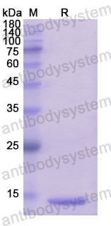 Recombinant Human GLRX3 Protein, N-His