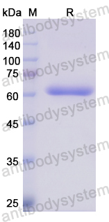 Recombinant Human ANXA9 Protein, N-GST