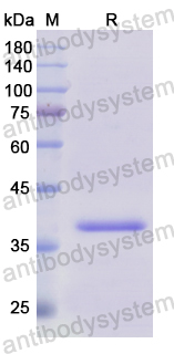 Recombinant Human SNCG Protein, N-GST