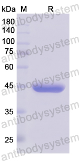 Recombinant Human DFFB Protein, N-His