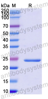 Recombinant Human FGF18 Protein, N-His