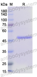 Recombinant Human ALDH1A2 Protein, N-His