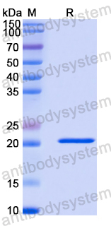 Recombinant Human FAM13A Protein, N-His