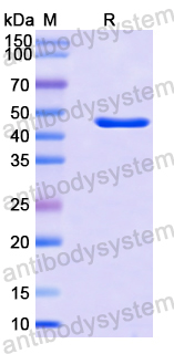 Recombinant Human MFN2 Protein, N-His