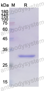 Recombinant Human LUC7L3 Protein, N-His