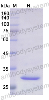 Recombinant Human ABCB11 Protein, N-His