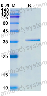 Recombinant Human ATG7 Protein, N-His