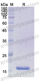 Recombinant Human CCN4 Protein, N-His