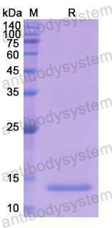 Recombinant Human GDF11/BMP11 Protein, N-His