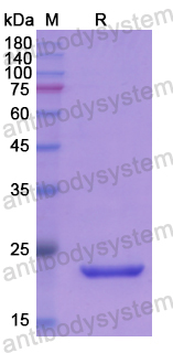 Recombinant Human APOM Protein, N-His