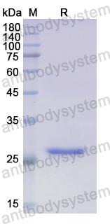 Recombinant Human ABCA1 Protein, N-His