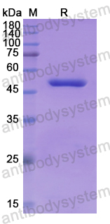 Recombinant Human NADK Protein, N-GST