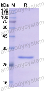 Recombinant Human STAMBP Protein, N-His