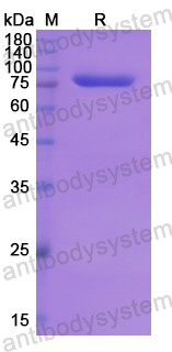 Recombinant Human BRD1 Protein, N-GST