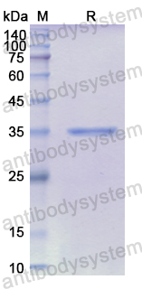 Recombinant Human CXCL14/BRAK/MIP-2G Protein, N-GST