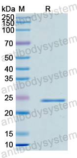 Recombinant Human FGF19 Protein, N-His tag