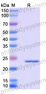 Recombinant Human PTBP3 Protein, N-His