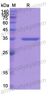 Recombinant Human BAG3 Protein, N-GST