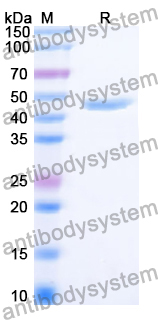 Recombinant Human ECD Protein, N-His