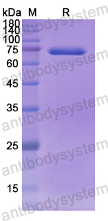 Recombinant Human EFEMP2 Protein, N-GST