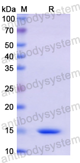 Recombinant Human CD160 Protein, N-His