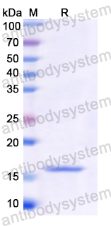 Recombinant Human BMP15 Protein, N-His