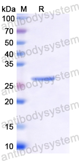 Recombinant Human BCL10 Protein, N-His
