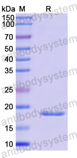Recombinant Human MT-CO2 Protein, N-His