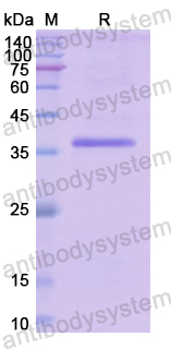 Recombinant Human F8 Protein, N-GST