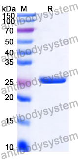 Recombinant Human F8/Coagulation factor VIII Protein, N-His