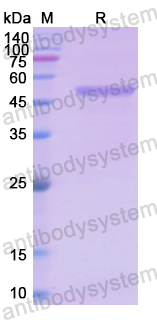 Recombinant Human HPRT1 Protein, N-GST