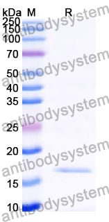 Recombinant Human EGFR/ERBB1/HER1 Protein, N-His
