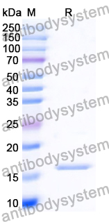 Recombinant Human EGFR/ERBB1/HER1 Protein, N-His