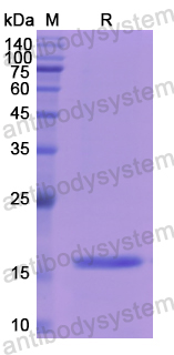 Recombinant Human LALBA Protein, N-His