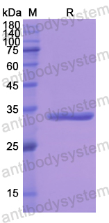 Recombinant Human F2 Protein, N-His