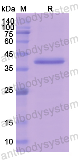 Recombinant Human C1R Protein, N-His