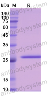 Recombinant Human F9 Protein, N-His