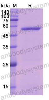 Recombinant Human F10/Factor X Protein, N-His