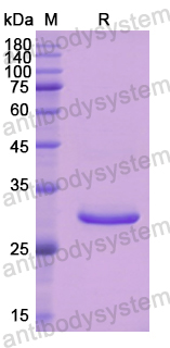 Recombinant Human CFD Protein, N-His