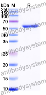 Recombinant Human PLG/Plasminogen Protein, N-His