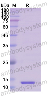 Recombinant Human PLAT Protein, N-His