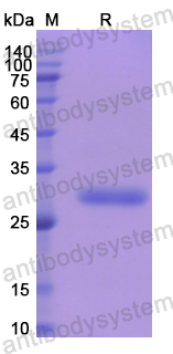 Recombinant Human A2M Protein, N-His