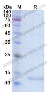 Recombinant Human C5 Protein, N-His